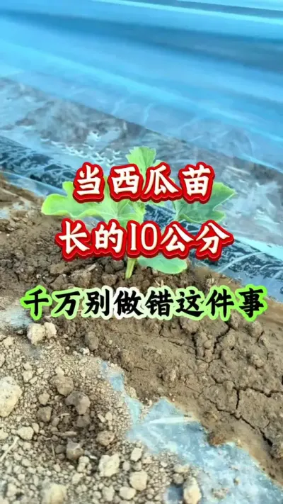 西瓜种植 当西瓜苗10公分的时候千万别做错了这件事#西瓜种植 #西瓜管理 #早春西瓜 #病害防治