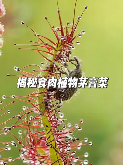 揭秘食肉植物茅膏菜，从小小一颗种子，到捕虫高手的奇妙蜕变！ #种植小技巧 #食虫植物 #捕蝇草 #万物生长