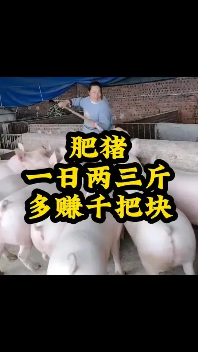 #发酵饲料 #浓缩饲料的功效与作用 #猪喂什么饲料长得最快 #每天分享实战养猪经验 #养猪技术小知识