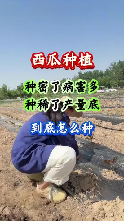 西瓜种植 西瓜种密了病害多种稀了产量低到底怎么种 #西瓜种植 #西瓜高产 #西瓜管理 #西瓜病害