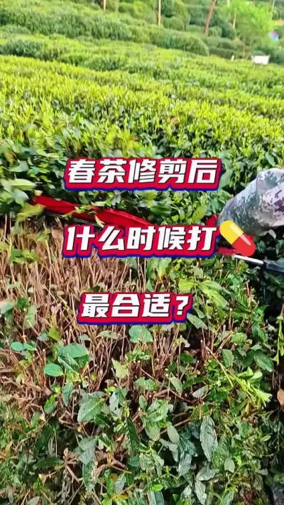#春茶修剪后可以立马打药吗#茶树修剪后什么时候打药最合适？？#茶树种植技术与管理