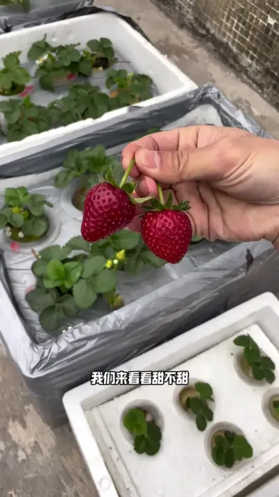水培草莓 万物皆水培，水培的草莓也非常好吃😋#盆栽草莓 #水培植物 #水培草莓 #草莓种植技术 #三农