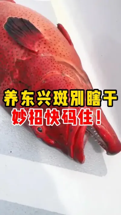养东兴斑别瞎干，妙招快码住！##东星斑 #水产养殖 #养鱼日记  #石斑鱼养殖技巧  #这下大家总该记住石斑鱼了吧  @抖加🔥上热门🔥dou+🔥热点宝  @DOU+小助手 