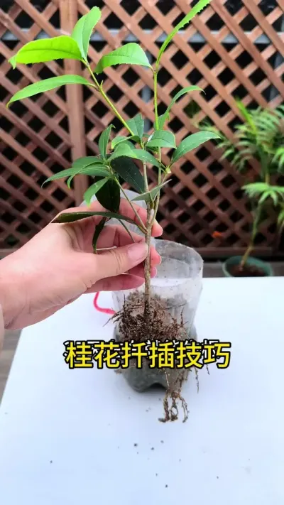 桂花扦插，只要你记住这个方法，不管是叶片还是几条，长根快成活率高#花卉绿植 #桂花 #扦插