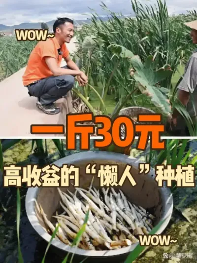亩产4000斤，1斤卖30元，1个月能收，6天采1次 #抖音助农 #三农 #药材种植 #农村创业 #新农人计划