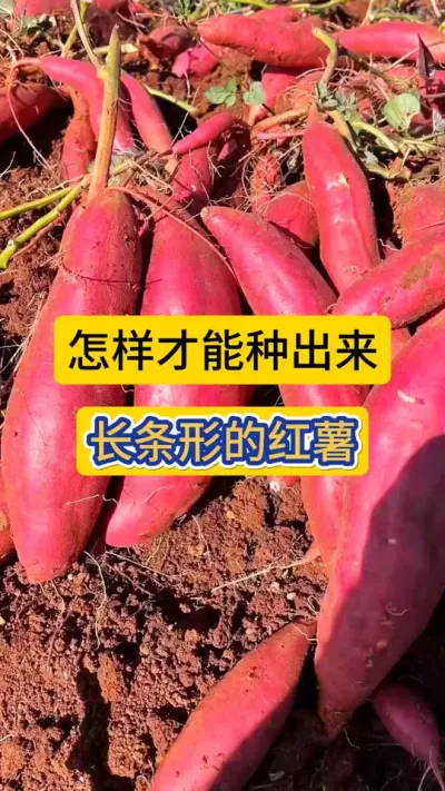 怎样才能种出来长条形的红薯？这个视频您一定要看完！#红薯种植 #农技知识分享 #红薯高产种植技术 #红薯 #红薯高产种植