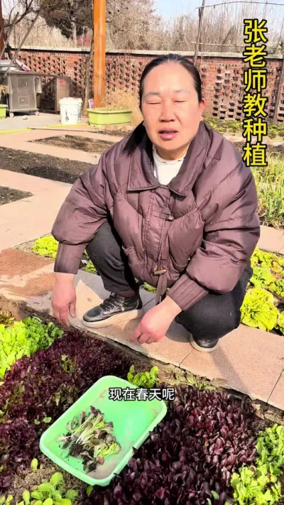 现在可以种生菜了，不论是年前育的苗移栽，还是直接撒种子都可以#关注我一起学种菜 #每天分享蔬菜种植技巧 #关注我每天分享种植知识 #种植小技巧 #种菜小技巧