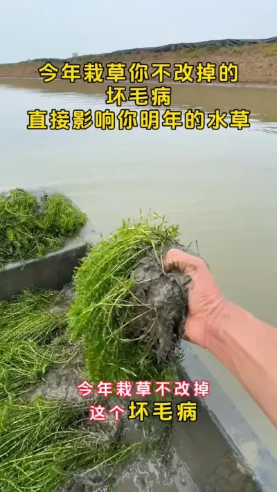 今年栽草你不改掉的坏毛病，直接营养你明年的水草#河蟹养殖 #大闸蟹养殖 #鱼虾蟹养殖 #螃蟹养殖 #三农 @DOU+小助手