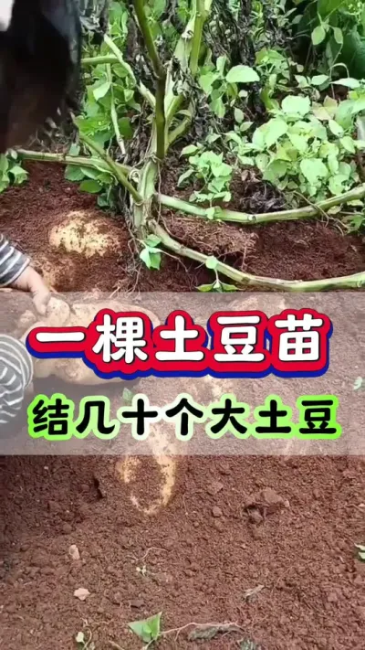 一棵土豆苗结出几十个大土豆#土豆种植 #洋芋 #马铃薯 #土豆高产种植 #种土豆