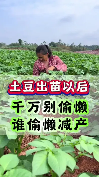 出豆出苗以后千万别偷懒谁偷懒谁减产#洋芋 #马铃薯 #栽洋芋 #土豆高产种植 #土豆种植
