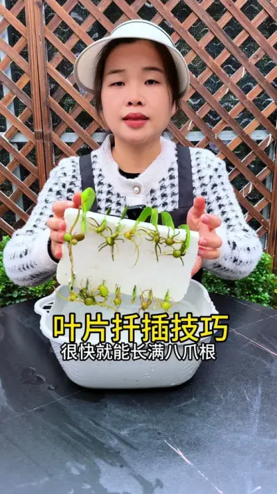 很多花都不用花钱买，自己在家里就里繁殖#花卉绿植 #种植小技巧 #扦插