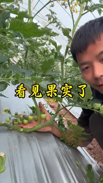第一年回到重庆种番茄，12月份种下去到现在才看见果实，不求产量多少，只希望你们健康成长，我也有所收获！#返乡创业新农人 #记录我的种植生活