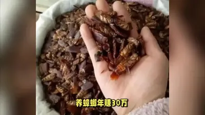 一间房养它年入30万，这个养殖真靠谱，而且南北都可以养！ #农村致富好项目 #返乡创业 #蟑螂养殖 #特种养殖 #抖音助农