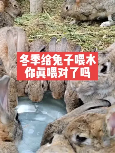 冬季给兔子喂水，你真的喂对了吗？ #兔子 #养殖 #三农 #养兔子
