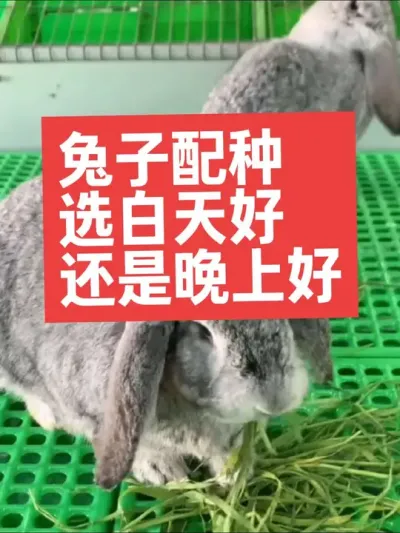 兔子配种选白天好，还是晚上好呢？ #三农#养殖#兔子#养兔子#养兔人