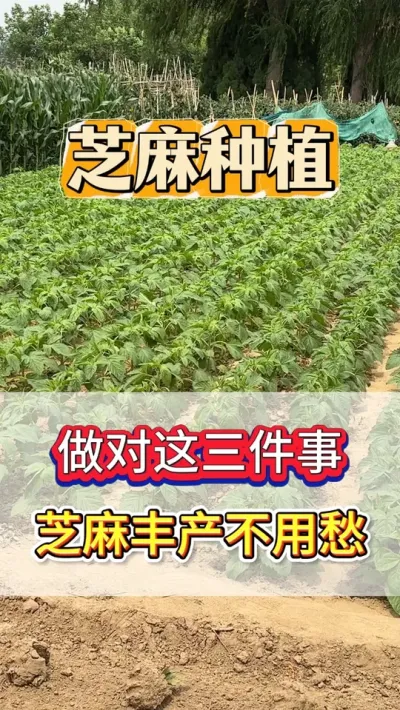 今天教你三个种芝麻的关键技术，学会了，你也会成为种芝麻的高手 #芝麻 #芝麻种植 #芝麻种植技术 #三农 #农业种植