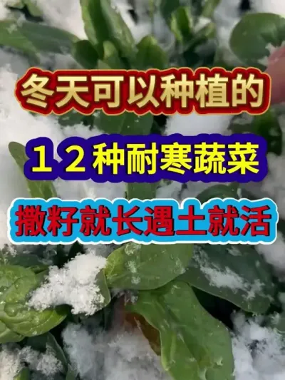 冬天可以种植的十二种耐寒蔬菜撒籽就长遇土就活 #蔬菜种植 #农业种植 #三农 #分享农业知识帮农民增产增收 #三农种植