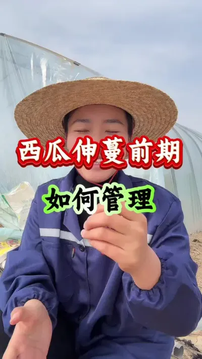 西瓜种植 西瓜伸蔓前期如何管理 #西瓜种植 #西瓜管理 #西瓜高产 #种西瓜