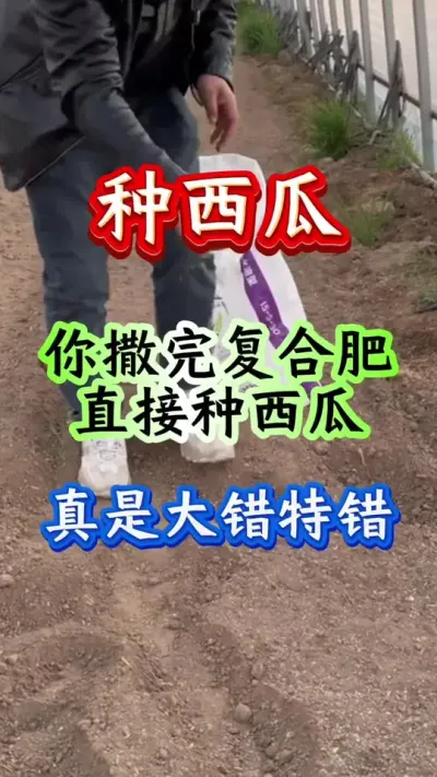 种西瓜 你撒完复合肥直接种西瓜大错特错#西瓜种植 #西瓜管理 #西瓜底肥