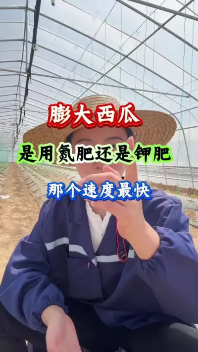 西瓜种植 膨大西瓜是用氮肥还是钾肥#西瓜种植 #西瓜管理#西瓜高产#膨大增甜
