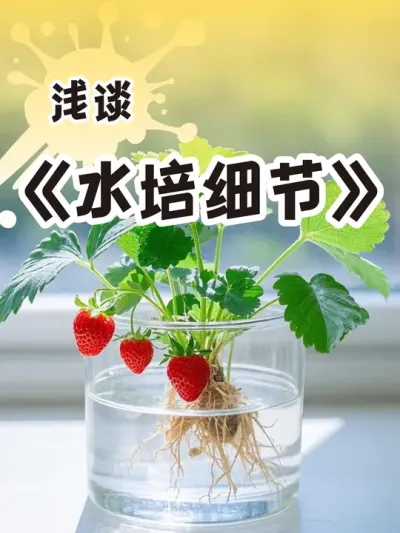 水培草莓小细节 水培黑珍珠玄玉#吃草莓的仪式感 #盆栽草莓  #记录我的种植生活 #dou来一起种草莓 #草莓种植