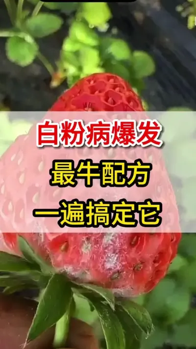 草莓白粉病大爆发，教你一招搞定它#白粉病#三农