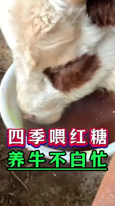 四季喂红糖养牛不白忙#新手养牛#养牛#牛羊养殖