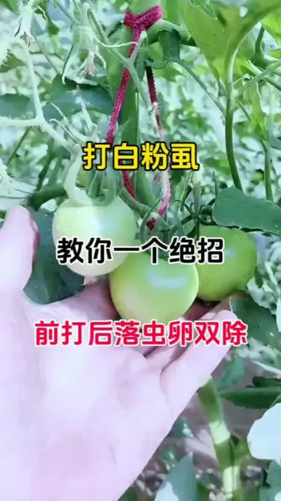 打白虱教你一个绝招，前打后落，虫卵双除，蚜绝虱灭#病虫害防治 #蚜虫防治 #白粉虱 #番茄种植 #农业种植