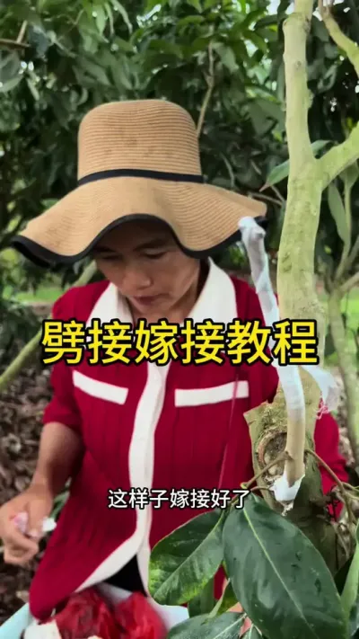 劈接嫁接教程#嫁接技术 #新农人计划2025 #dou来广东百千万 #青dou计划