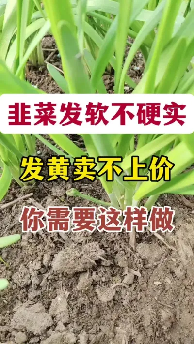 韭菜发软不硬实，发黄卖不上价，你需要这样做。#韭菜变粗的秘诀 #韭菜种植 #韭菜管理 #韭菜施什么肥根粗 #韭菜高产