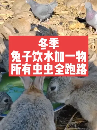 冬季兔子饮水加一物，所有虫虫全跑路 #兔子#三农#养殖#兔子驱虫#兔子喝水
