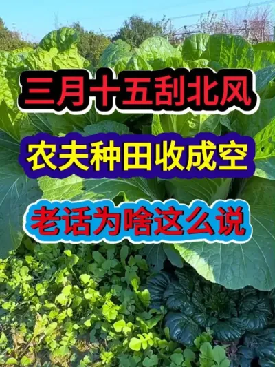 三月十五刮北风农夫种田收成空老话为啥这么说 #农业种植 #服务三农支持三农 #分享农业知识帮农民增产增收 #农业谚语 #谚语