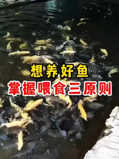 想养好鱼掌握喂食很重要 #养鱼日记 #水产养殖 #养殖 #鱼虾蟹养殖 #农村