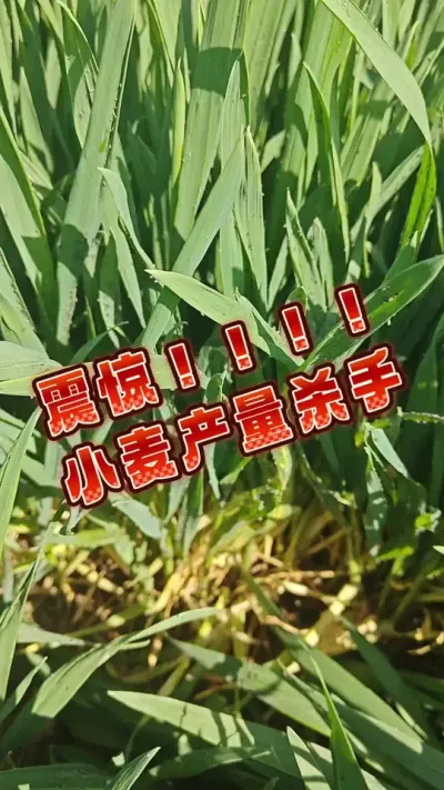 #新农人计划 #抖音助农 #分享农业知识帮农民增产增收 #传播农业小知识 #增产增收才是硬道理