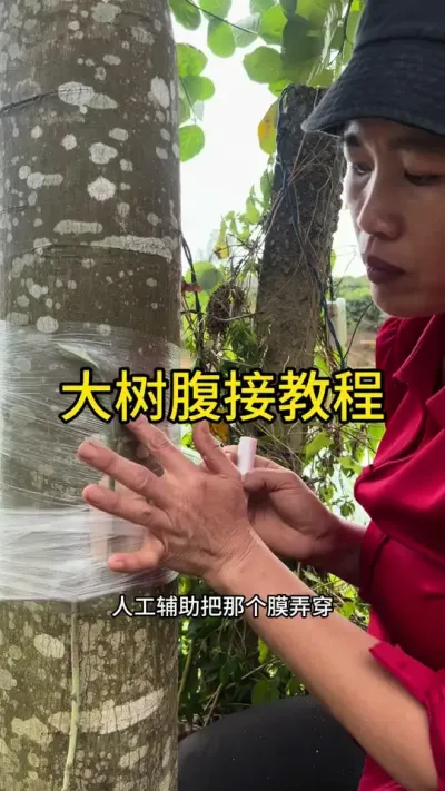 大树腹接教程#嫁接技术 #2024新农人计划 #dou来广东百千万 #青dou计划