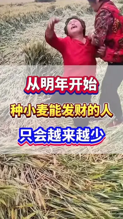 从明年开始，种小麦能发财的人只会越来越少！#小麦种植 #小麦高产 #小麦种植管理技术 #小麦施肥