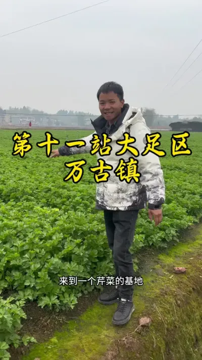 大足万古镇是一个新兴工业镇，种植基地不多，来到一个芹菜种植基地学习！#大足 #返乡创业新农人