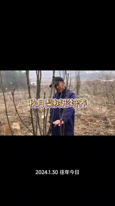 秋月梨球形如何培养？从开始种，修剪就要注意！#秋月梨 #梨树修剪 #果树修剪 #果树种植 #种果树的苏老师