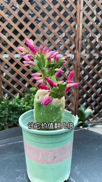 养残的仙人掌不要扔，教你简单几步，价值翻几倍 #仙人掌 #嫁接#花卉绿植