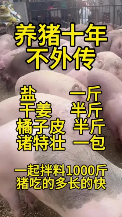 #猪喂什么饲料长得最快 #养猪人的日常生活 #养猪知识 #养猪技术 #农村养猪人