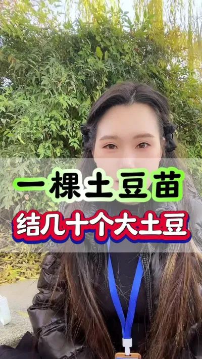 一棵土豆苗，结几十个大土豆#土豆种植 #土豆高产种植 #膨大剂 #根茎膨大 #土豆膨大素
