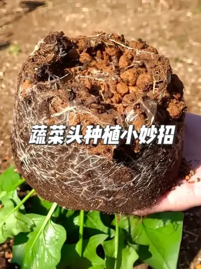 切掉的菜头这样处理，省下一半买菜钱 #种植小技巧 #种菜 #水培蔬菜 #水培青菜 #在家种菜