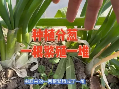 大家都说香葱用种子种，火头葱用葱头种，那分葱用什么种？记录分葱种植全过程#分葱 #种植小技巧 #记录我的农村生活 #强迫症治愈系 #我的小菜园