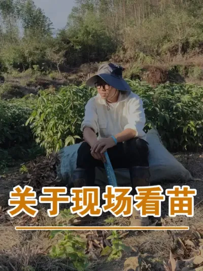 来之前提前说一声#广西灵山荔枝果苗#农业创业#抖音新农人计划2025#吕老师种果苗
