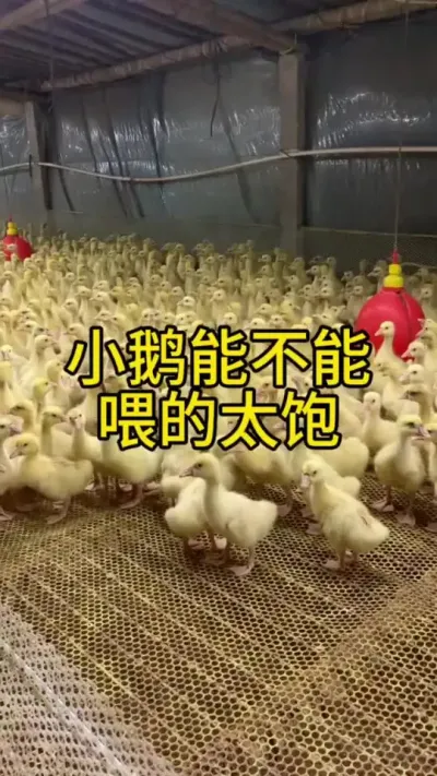 #科学养鹅 #养鹅流程 #禽病技术指导 #肉鹅养殖 #养殖
