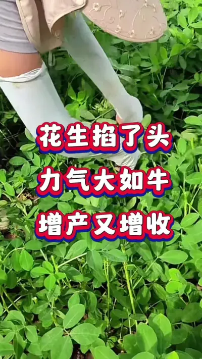 花生掐了头，力气大如牛！#花生种植  #花生高产  #花生种植管理技术  #花生膨大粒粒饱