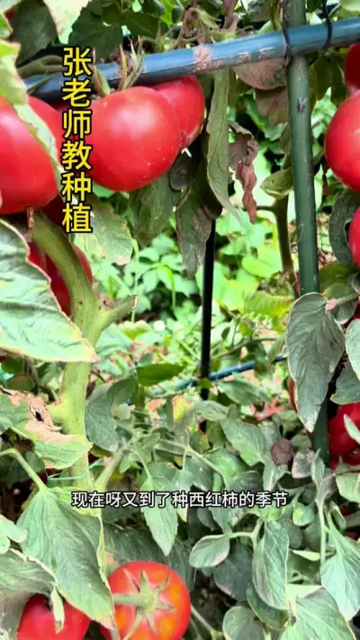 今年种番茄，就种毛粉番茄吧，它汁水多产量大#关注我每天分享种植知识 #关注我一起学种菜 #每天分享蔬菜种植技巧 #种植小技巧 #种菜小技巧