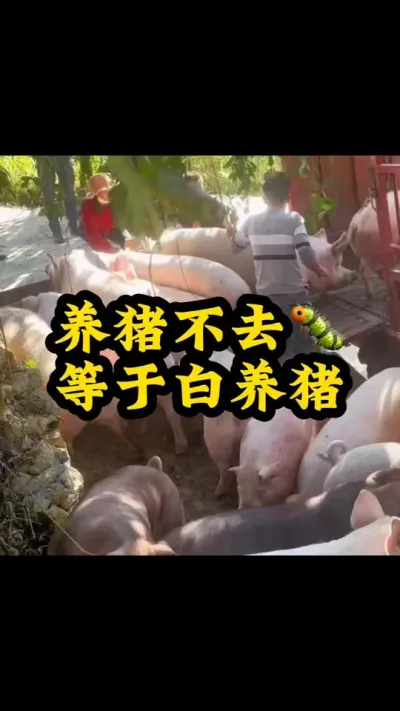 #养猪人不容易 #养猪人 #给猪驱虫 #养猪知识 #养猪技术