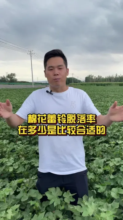 棉花蕾铃脱落率在多少是比较合适的 #棉花种植专家讲座 #关注我每天分享种植知识 #脱落 @抖音小助手