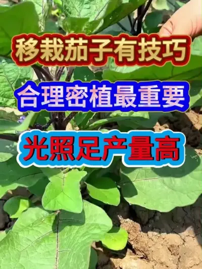 移栽茄子有技巧合理密植最重要光照足产量高 #农业种植 #种植小技巧 #茄子种植 #三农 #服务三农支持三农
